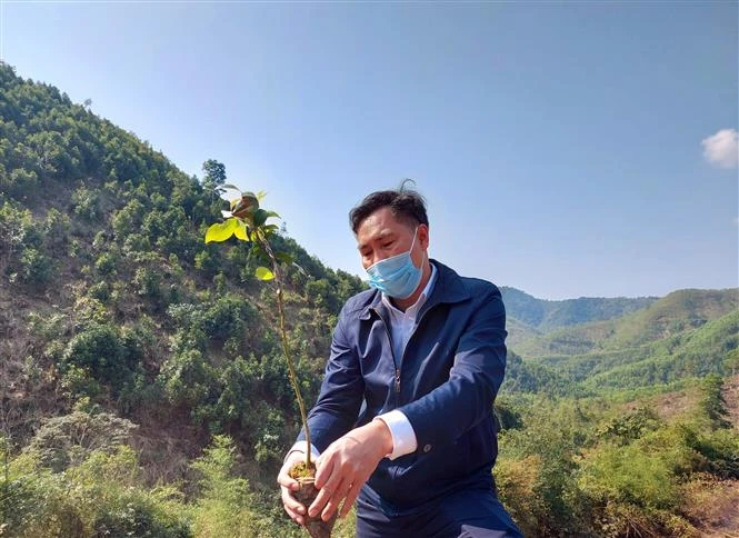 Quảng Ninh nhân thêm diện tích trồng cây sở chất lượng cao