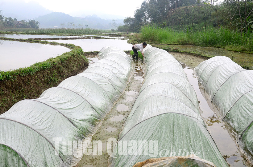 Người dân xã Tân An (Chiêm Hóa) che phủ nilon chống rét cho mạ non. Ảnh: tuyenquang.gov.vn