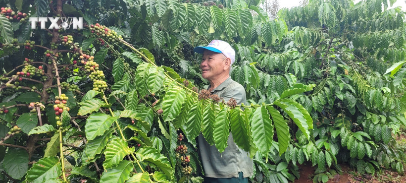 Vụ cà phê 2023, gia đình ông Võ Ngọc Thanh, trú tại xã Láng Lớn, huyện Châu Đức thu hoạch vụ cà phê thu lãi hơn 100 triệu/400 gốc cà phê. Ảnh: Hoàng Nhị - TTXVN