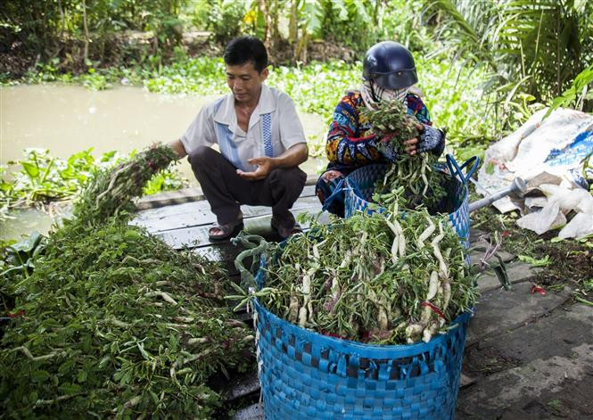 Hiệu quả kinh tế từ mô hình trồng rau nhút 