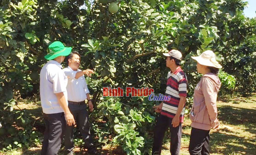 Bưởi da xanh “bén duyên” trên đất vùng biên Bù Đốp