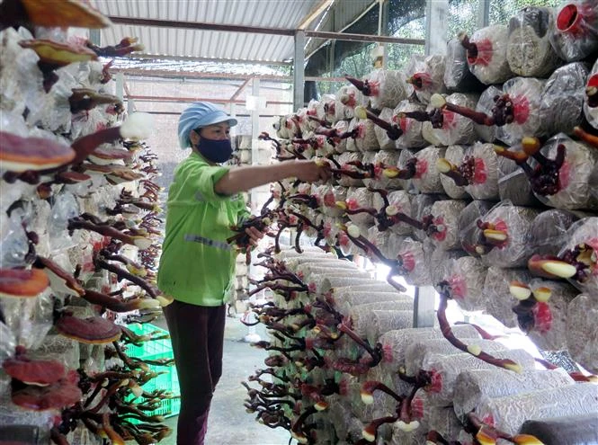 Thu hoạch nấm linh chi sừng hươu. Ảnh: Trần Trang - TTXVN