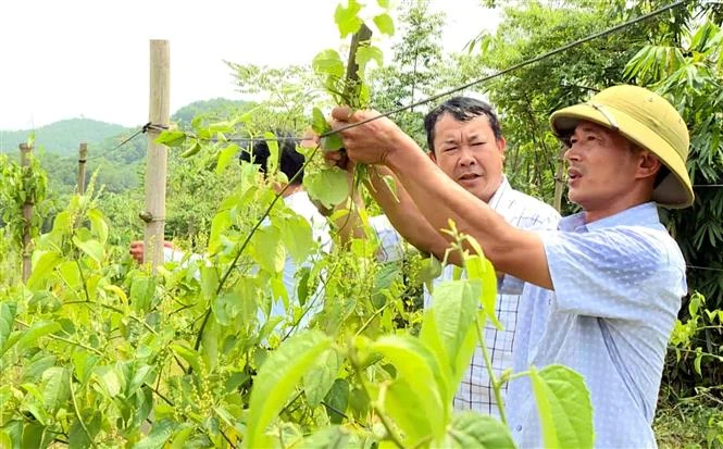Cây sa chi đang là cây trồng mới và hiệu quả ở xã Hùng Mỹ. Ảnh: TTXVN phát