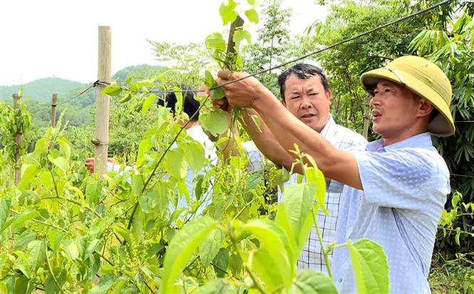 Cây sa chi đang là cây trồng mới và hiệu quả ở xã Hùng Mỹ. Ảnh: TTXVN phát