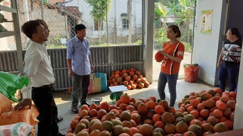 Hợp tác xã Việt Thành, ở ấp Trà Kháo, xã Hòa Ân, huyện Cầu Kè bao tiêu gấc thương phẩm cho bà con ở địa phương. Ảnh: travinh.gov.vn