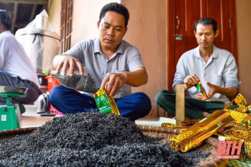 Sản phẩm chè sạch Bình Sơn. Nguồn: baothanhhoa.vn