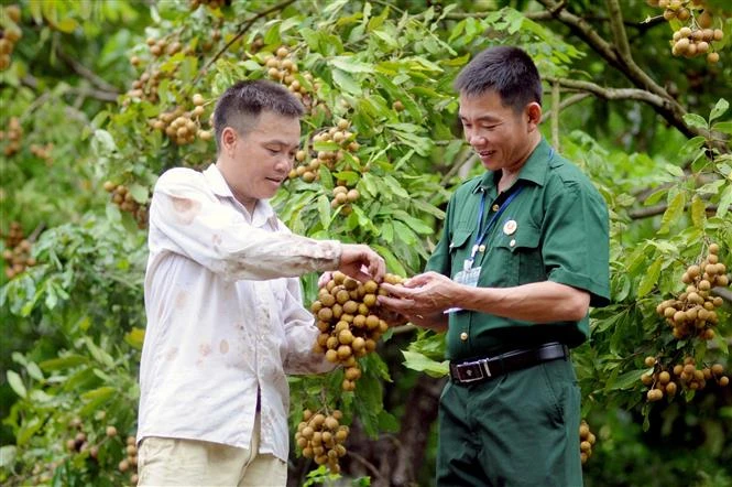 Cựu chiến binh Đinh Văn Chấn làm giàu