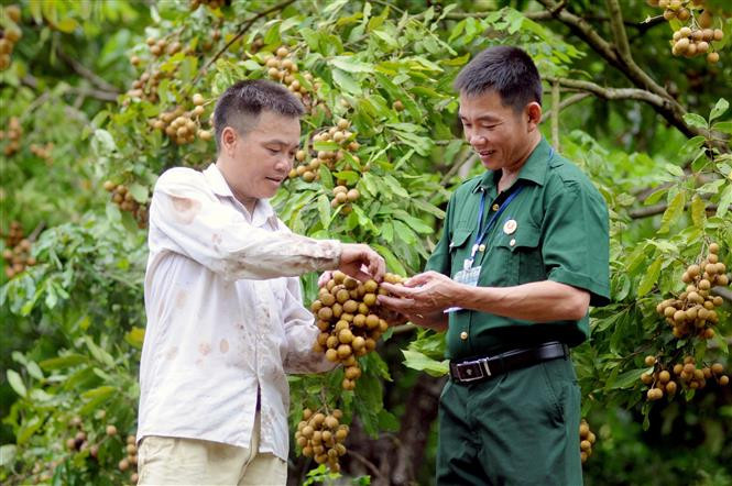 Cựu chiến binh Đinh Văn Chấn làm giàu