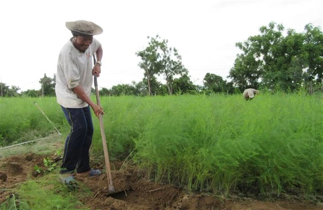 Măng tây đang là một trong những cây trồng giúp nông dân Ninh Thuận thoát nghèo, vươn lên làm giàu. Ảnh: Nguyễn Thành – TTXVN