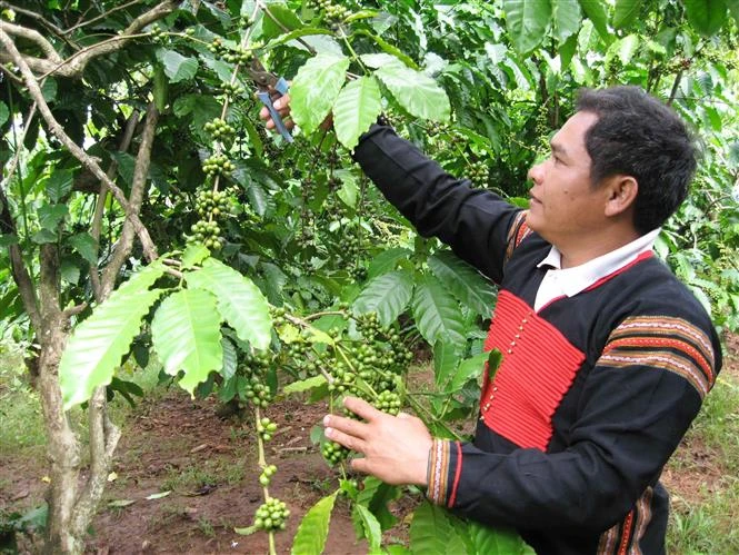 Khuyến cáo người dân thu hoạch cà phê đảm bảo chất lượng