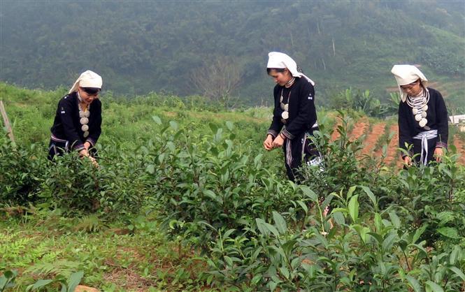 Tạo bước đột phá, đưa Na Hang đổi mới, phát triển bền vững