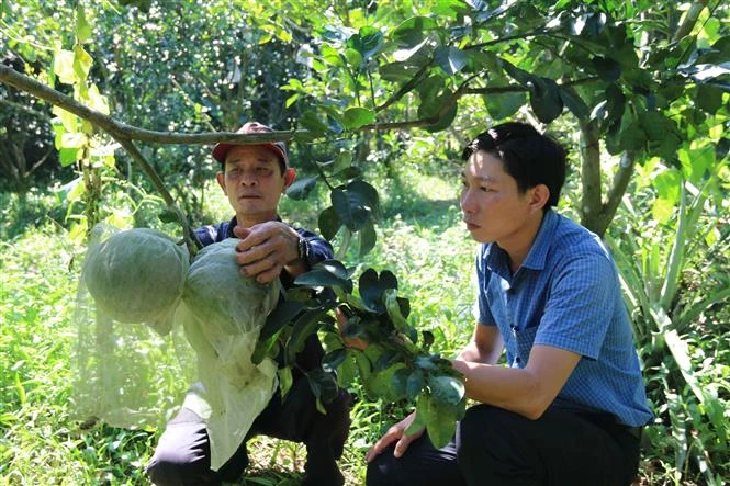 Trồng bưởi da xanh chuẩn VietGAP đạt hiệu quả cao