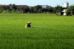 Khuyến cáo nông dân tăng kiểm tra đồng ruộng, phòng trừ sâu bệnh hại lúa