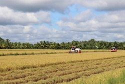 Vụ thứ 3 liên tiếp, Trà Vinh tham gia đề án trồng lúa chất lượng cao, phát thải thấp