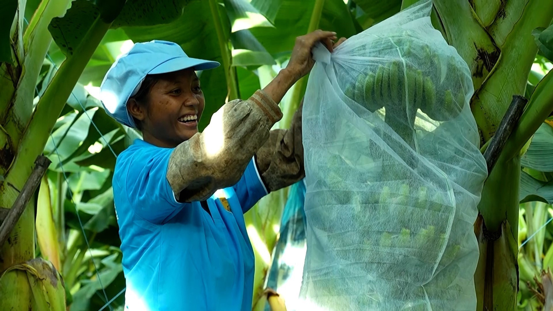 Vùng nguyên liệu chuối của Công ty CP Chăn nuôi Gia Lai (thuộc Tập đoàn Hoàng Anh Gia Lai). Ảnh: Hoài Nam/TTXVN chuoi-19525-11.jpg