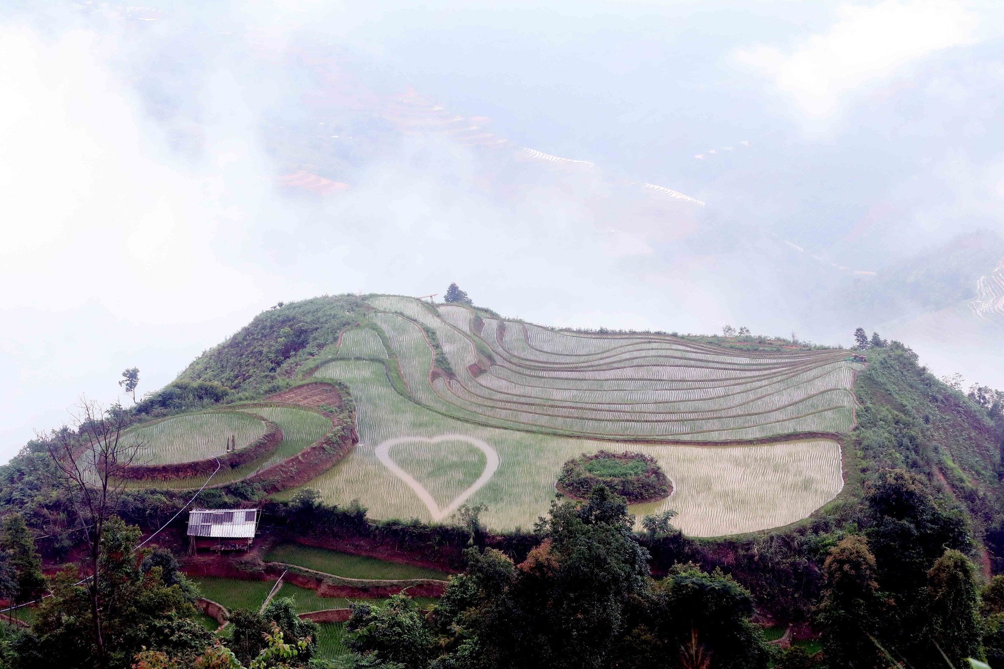 Ruộng bậc thang Xím Vàng nằm ở độ cao hơn 1.500 m so với mực nước biển. ruong-bac-thang-bac-yen-12.jpg