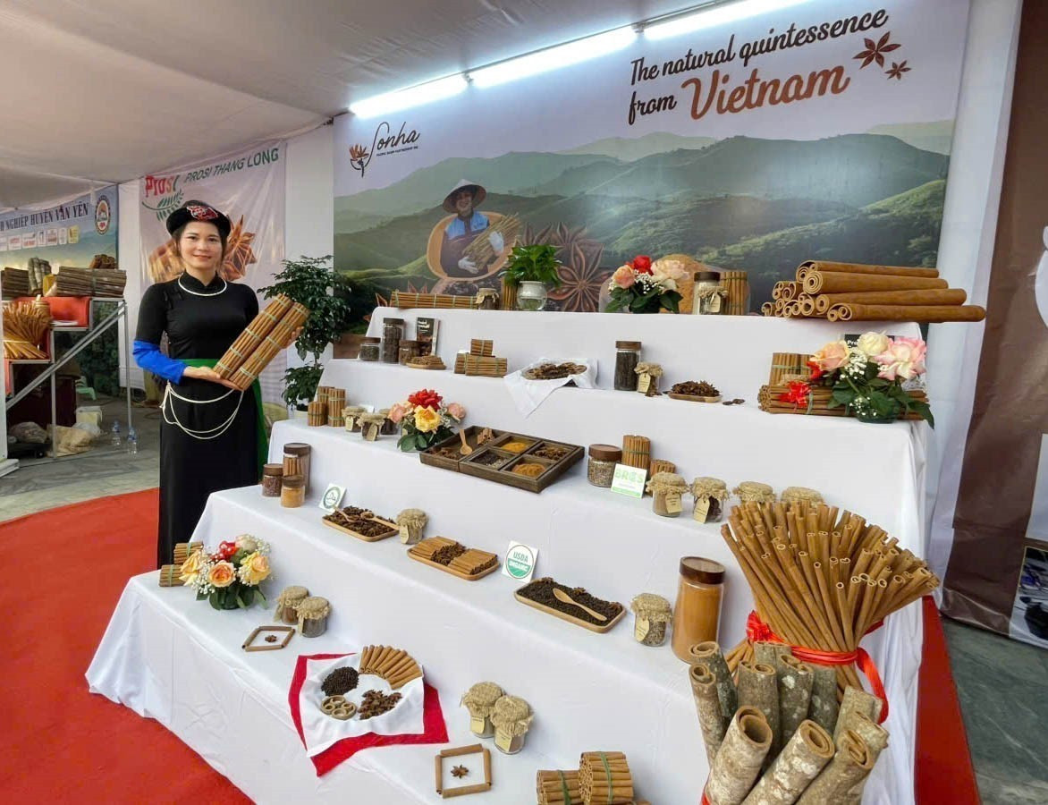 Văn Yên là địa phương có diện tích quế lớn nhất cả nước, với trên 57.000 ha và trên 50 sản phẩm quế các loại. Ảnh: TTXVN phát Văn Yên là địa phương có diện tích quế lớn nhất cả nước, với trên 57.000 ha và trên 50 sản phẩm quế các loại. Ảnh: TTXVN phát