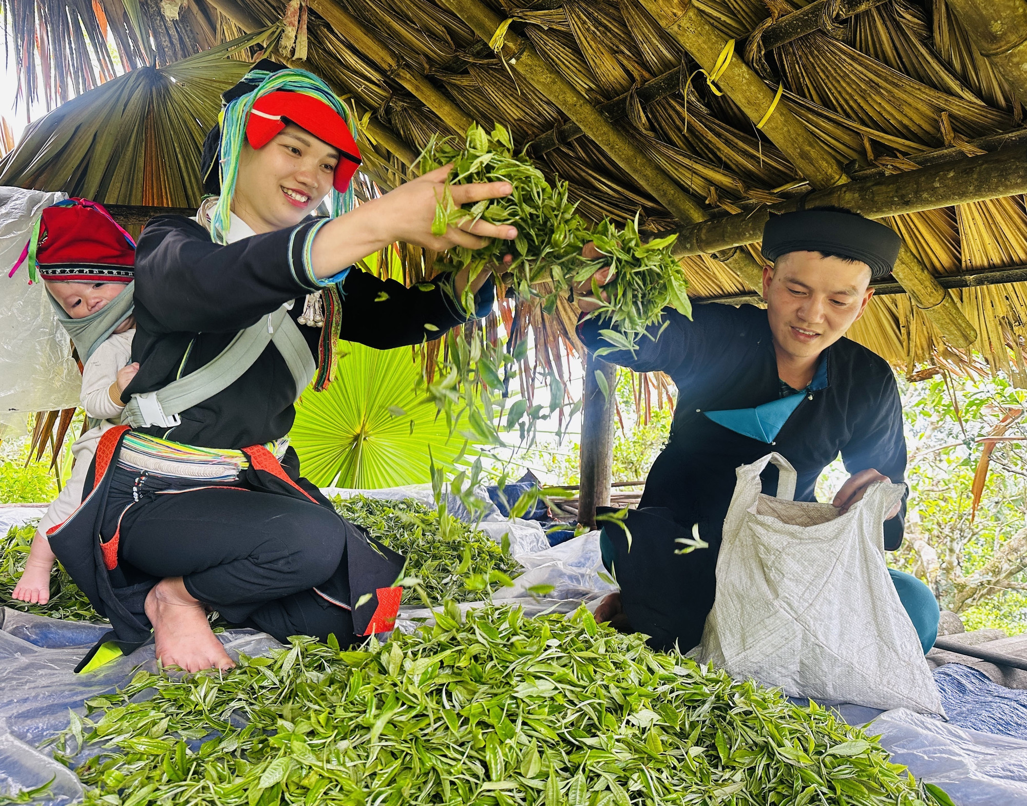 Những người hái chè Xuân trên đỉnh Tây Côn Lĩnh. Ảnh: Đức Thọ/TTXVN Những người hái chè Xuân trên đỉnh Tây Côn Lĩnh. Ảnh: Đức Thọ/TTXVN