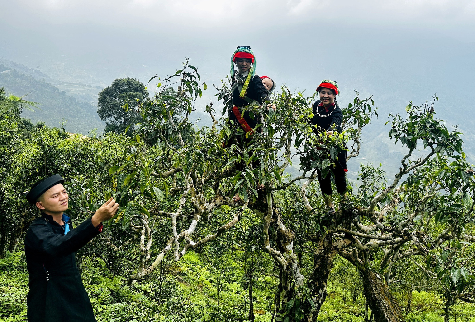 Đồng bào dân tộc Dao Hà Giang cheo leo hái chè trên những cây chè Shan tuyết cổ thụ hàng trăm năm tuổi. Ảnh: Đức Thọ/TTXVN shan-tuyet-14525-11.jpg