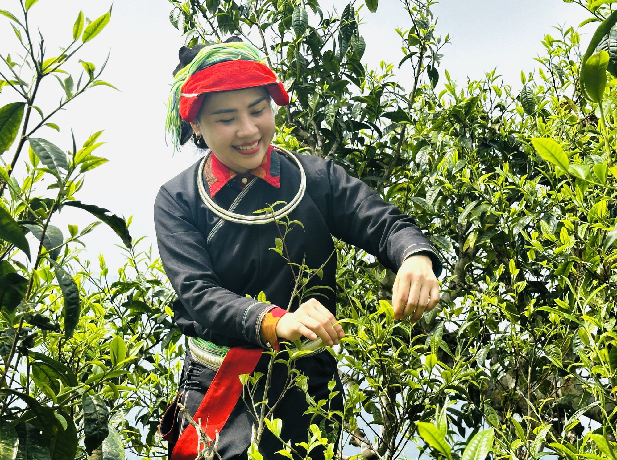 Phụ nữ Dao hái chè Xuân trên đỉnh Tây Côn Lĩnh. Ảnh: Đức Thọ/TTXVN shan-tuyet-14525-14.jpg