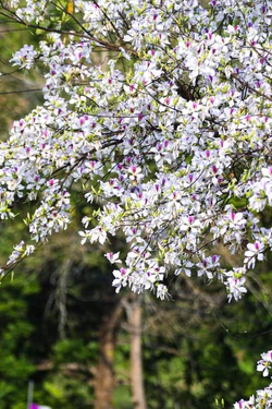 Lễ hội Hoa Ban Điện Biên hứa hẹn nhiều điểm nhấn mới