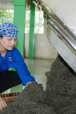 Nâng tầm trà La Bằng theo tư duy kinh tế nông nghiệp hiện đại