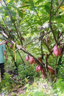 Nâng tầm giá trị ca cao Việt Nam - Bài 2: Hình thành chuỗi ngành hàng giá trị cao