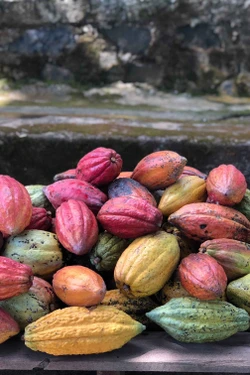 Nâng tầm giá trị ca cao Việt Nam - Bài 1: Tái cấu trúc nông nghiệp xanh Tây Nguyên