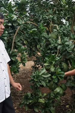 Mô hình trình diễn nông nghiệp công nghệ cao vùng biên mang lại hiệu quả