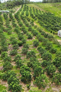 Hỗ trợ kỹ thuật giúp nông dân khôi phục nhanh sản xuất sau bão