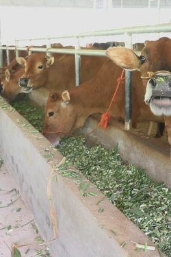 Xây dựng sinh kế bền vững từ nghề nuôi trâu bò vỗ béo