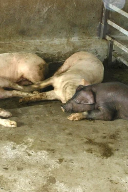 Cao Bằng: Phát hiện ổ dịch tả lợn châu Phi tại phường Nùng Trí Cao