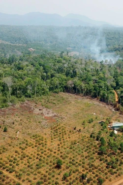 Hơn 75.000 ha đất lâm nghiệp 'chưa có rừng' ở Lâm Đồng