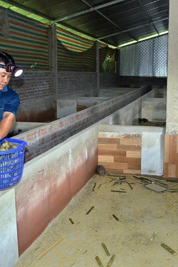 Mô hình nuôi dúi cho thu nhập hàng trăm triệu đồng mỗi năm