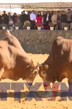 Rộn ràng lễ hội bò đẹp ở xã biên giới Phố Bảng (Tuyên Quang) 