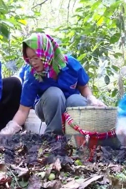 Hỗ trợ người dân 'cứu' nông sản thiệt hại do mưa đá ở Sơn La