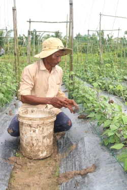 Chuyển đổi đất trồng lúa kém hiệu quả sang trồng màu lợi nhuận tăng hơn 3 lần