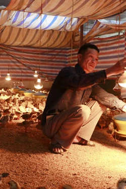 Vùng cao Lào Cai phòng, chống rét cho đàn gia súc