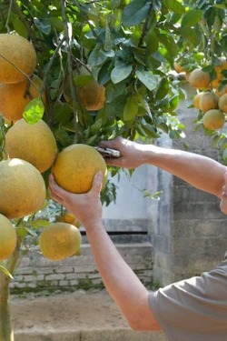 Ngọt ngào vị bưởi vùng cao Tràng Xá