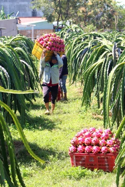 Phát huy hiệu quả các chính sách giảm nghèo bền vững cho vùng dân tộc thiểu số
