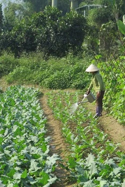 Khẩn trương ứng phó rét đậm, rét hại, bảo vệ sản xuất nông nghiệp