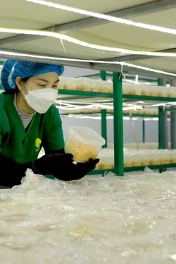 Anh Nguyễn Quốc Huy làm giàu từ sản vật quê hương