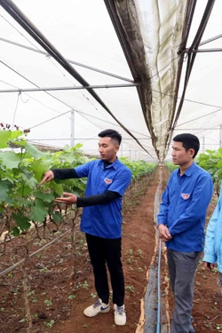 Tuổi trẻ Sơn La với khát vọng lập thân, lập nghiệp