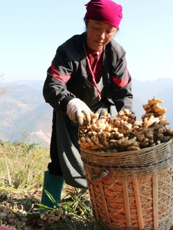 Ổn định sinh kế trên nương đá vùng cực Bắc