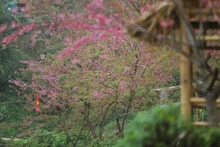 Mùa hoa anh đào xóm Mừng - Điểm hẹn du lịch mới của Phú Thọ