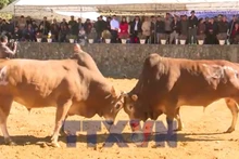 Rộn ràng lễ hội bò đẹp ở xã biên giới Phố Bảng (Tuyên Quang) 