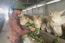 Độc đáo mô hình nuôi ngựa bạch bằng dược liệu