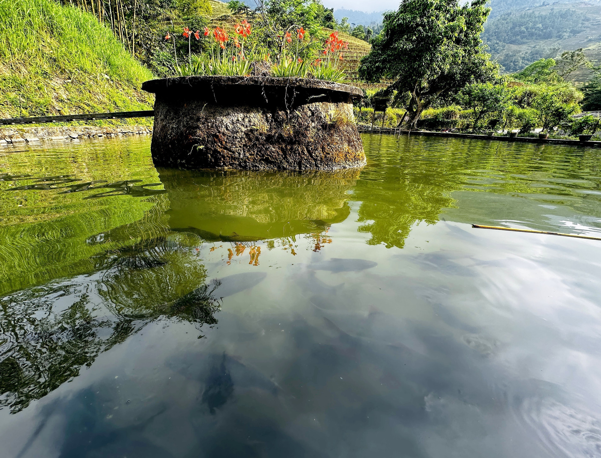 Mô hình nuôi cá bỗng trên đỉnh Tây Côn Lĩnh (Hà Giang). Ảnh: Đức Thọ - TTXVN potal-phat-trien-mo-hinh-nuoi-ca-bong-tren-vung-nui-ha-giang-7989677.jpg