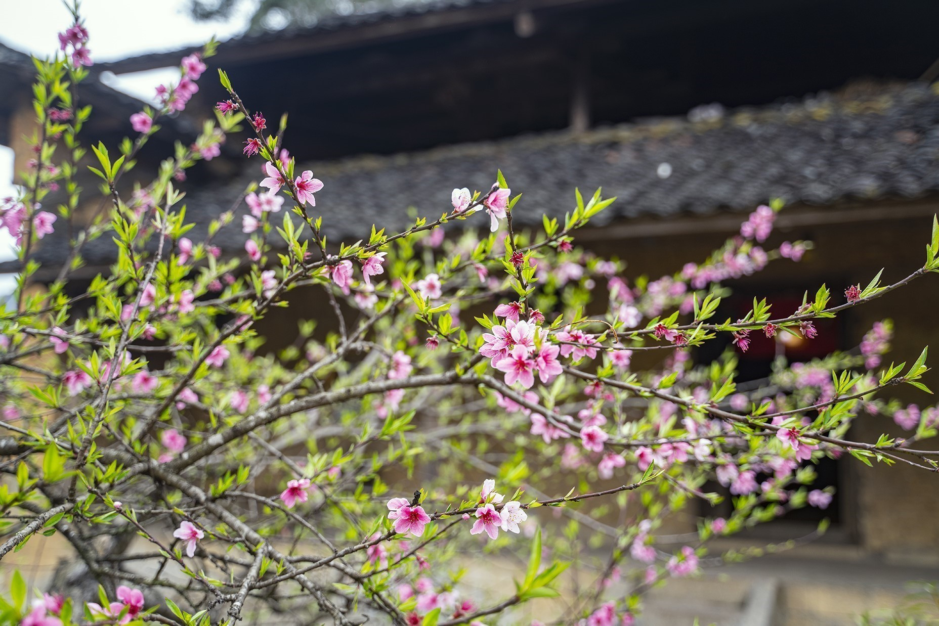 Mùa Xuân bên ngôi nhà trình tường tại thôn Lao Xa, xã Sủng Là, huyện Đồng Văn, Hà Giang. Ảnh: Khánh Hoà - TTXVN potal-nha-trinh-tuong-di-san-van-hoa-nguoi-mong-o-ha-giang-7925359.jpg