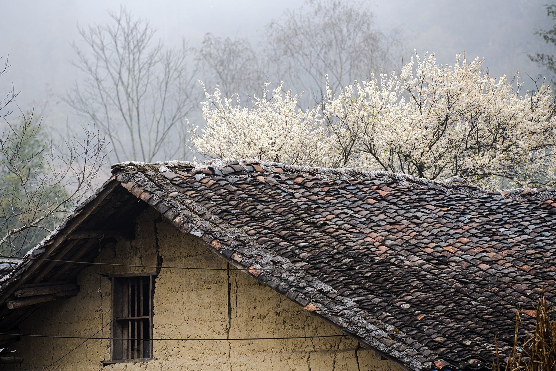 Hoa lê bung nở bên ngôi nhà trình tường tại xã Phó Bảng, huyện Đồng Văn, Hà Giang. Ảnh: Khánh Hoà - TTXVN potal-nha-trinh-tuong-di-san-van-hoa-nguoi-mong-o-ha-giang-7925299.jpg